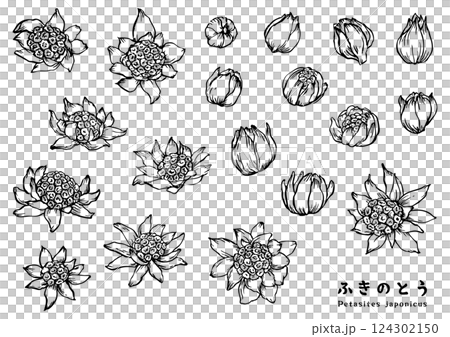 筆で描いたふきのとうのイラストセット 124302150