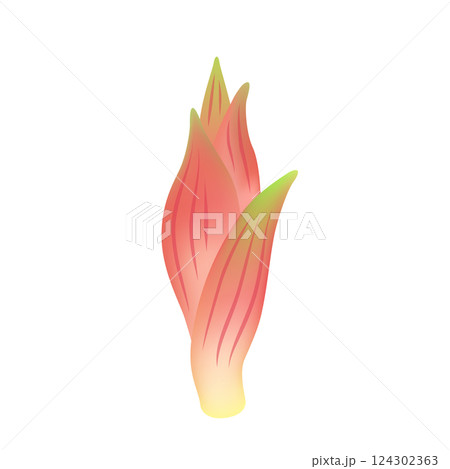 ミョウガ 124302363