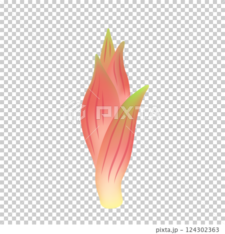 ミョウガ 124302363