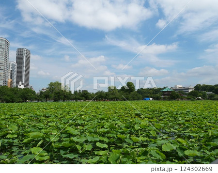 蓮池から望む都内の公園 124302669