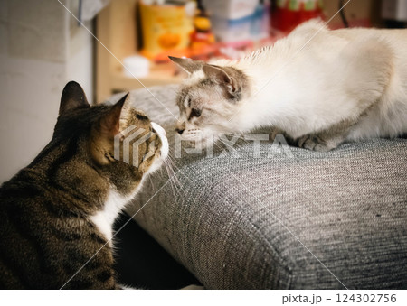 見つめ合う猫 124302756