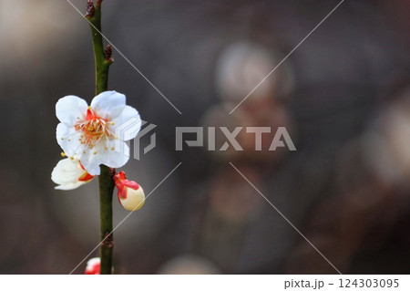 月ヶ瀬梅林（奈良県奈良市） 124303095