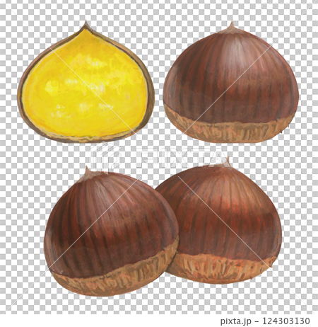 Chestnut illustration set 124303130