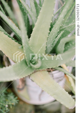 plant in the garden 124303713