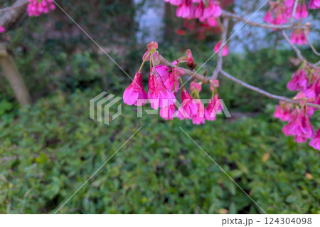 カンヒザクラの紫紅色の花 124304098
