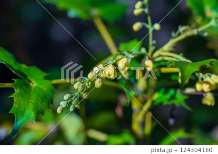 ヒイラギナンテンの黄色い蕾と花 ヒイラギナンテンの黄色い蕾と花 124304180