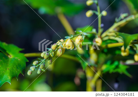ヒイラギナンテンの黄色い蕾と花 ヒイラギナンテンの黄色い蕾と花 124304181