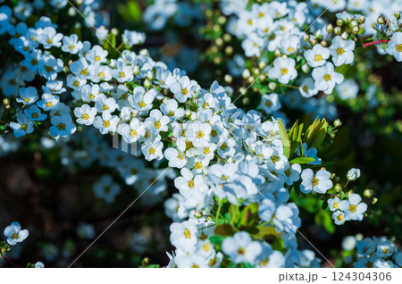 満開のユキヤナギの白い花 満開のユキヤナギの白い花 124304306