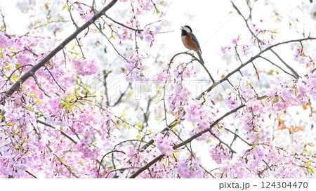桜の花とヤマガラ 桜の花とヤマガラ 124304470