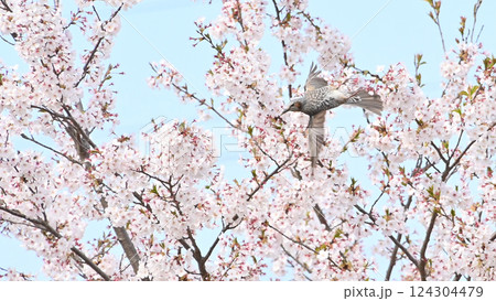 桜の花を飛び交う　ヒヨドリ 124304479