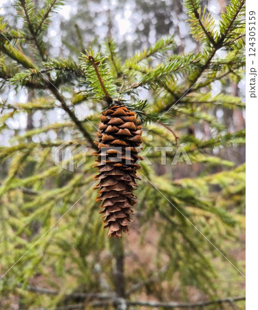 Forest spruce with a large cone, close-up. A bump on the Christmas tree in close-up 124305159