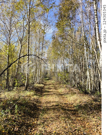 Country road with markings in the middle of the forest. Path and forward movement in the sun. Beautiful, green forest in the spring. Concept for success in the future goal and passing time Country road with markings in the middle of the forest. Path and forward movement in the sun. Beautiful, green forest in the spring. Concept for success in the future goal and passing time 124305345