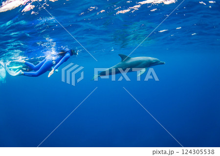 ドルフィンスイム 小笠原 東京都 ドルフィンスイム 小笠原 東京都 124305538