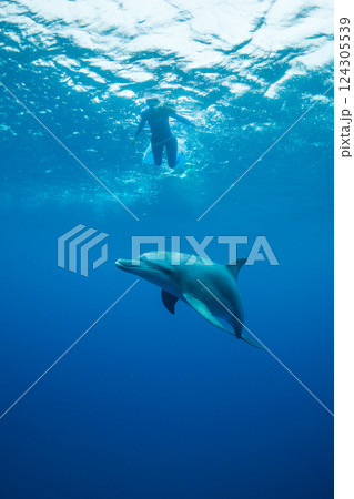 ドルフィンスイム 小笠原 東京都 ドルフィンスイム 小笠原 東京都 124305539