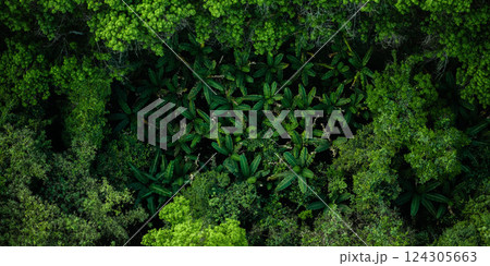 Aerial view of banana trees and green forest in summer nature and environment and natural area 124305663