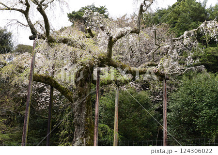長興山 紹太寺 枝垂れ桜 長興山 紹太寺 枝垂れ桜 124306022