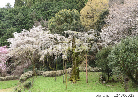 長興山 紹太寺 枝垂れ桜 長興山 紹太寺 枝垂れ桜 124306025