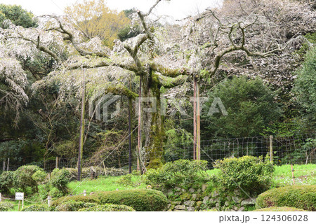 長興山　紹太寺   枝垂れ桜 124306028