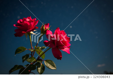 pink rose in a garden 124306043
