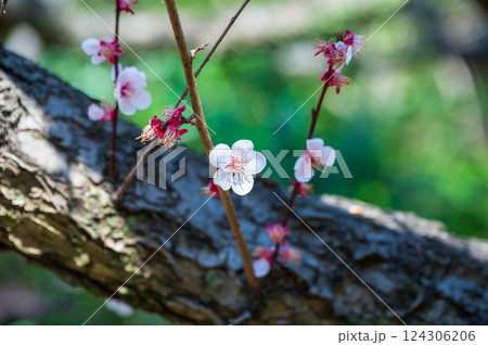 3月下旬　梅の花はまだ頑張って咲いています 124306206