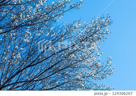 青空に映える白いコブシの花 124306207