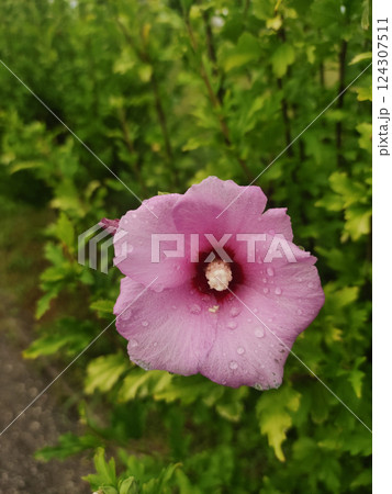 Pink hibiscus flower with glistening water droplets blooming in sunlit garden near bibione, italian coastline 124307511