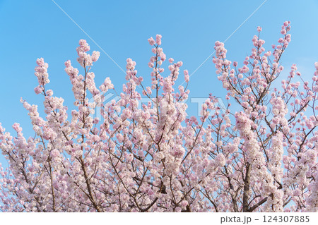 青空とピンク色の桜（南足柄市の固有種 春めき桜/足柄桜） 124307885