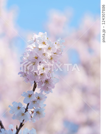 青空とピンク色の桜（南足柄市の固有種 春めき桜/足柄桜） 124307886