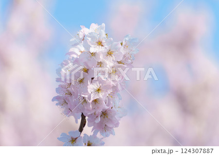 青空とピンク色の桜(南足柄市の固有種 春めき桜/足柄桜) 青空とピンク色の桜(南足柄市の固有種 春めき桜/足柄桜) 124307887