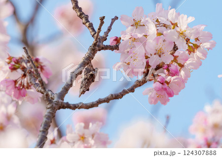 蓑虫とピンク色の桜(南足柄市の固有種 春めき桜/足柄桜) 蓑虫とピンク色の桜(南足柄市の固有種 春めき桜/足柄桜) 124307888