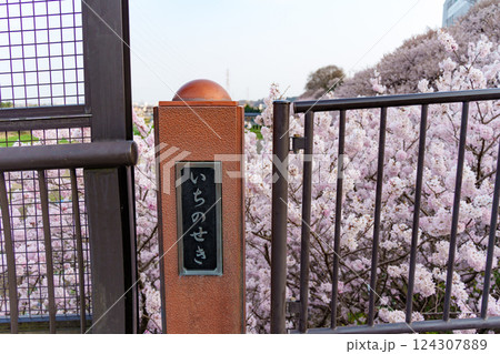 南足柄市の固有種　春めき桜　一ノ堰ハラネの様子 124307889