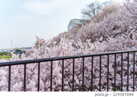 南足柄市の固有種 春めき桜 一ノ堰ハラネの様子 南足柄市の固有種 春めき桜 一ノ堰ハラネの様子 124307890
