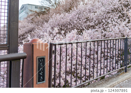 南足柄市の固有種　春めき桜　一ノ堰ハラネの様子 124307891
