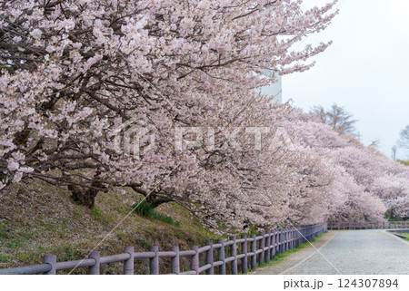 南足柄市の固有種 春めき桜 一ノ堰ハラネの様子 南足柄市の固有種 春めき桜 一ノ堰ハラネの様子 124307894