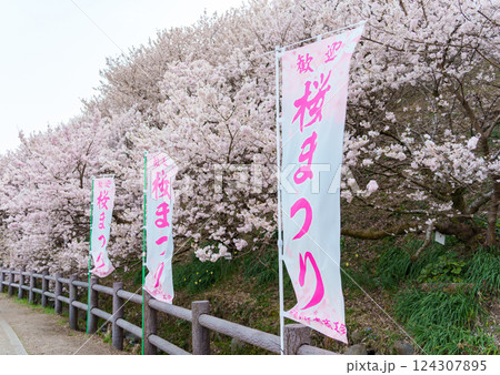 南足柄市の固有種 春めき桜 一ノ堰ハラネの様子 南足柄市の固有種 春めき桜 一ノ堰ハラネの様子 124307895