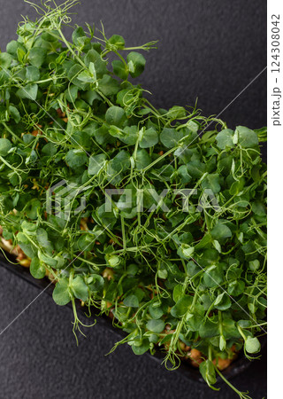 Young fresh green pea microgreen sprouts in plastic box 124308042