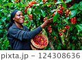 A smiling black woman collecting coffee tree fruits or cherries in the basket 124308636