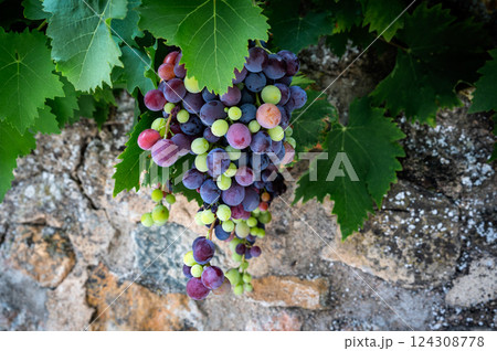 Mixed colored grapes in a vineyard 124308778