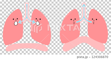 Pulmonary breathing: Illustration of healthy lungs and diaphragm 124308870
