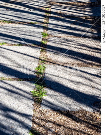 shadows of tree trunks on concrete slab walkway 124309317