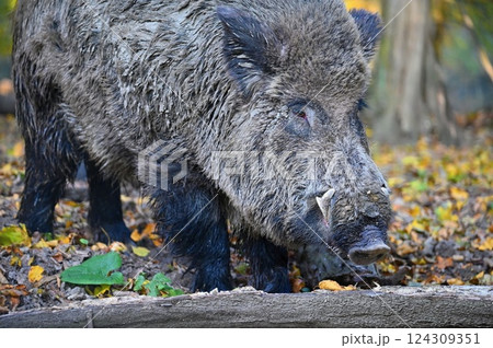 Wild boars in nature. Beautiful concept for animals and nature. Wild boars in nature. Beautiful concept for animals and nature. 124309351
