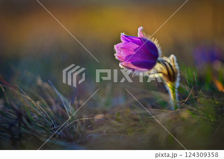 Spring and springtime flower in the rain. Blooming beautiful flowers on a meadow in nature. Pasque flower and sun with a natural colored background. (Pulsatilla grandis) Spring and springtime flower in the rain. Blooming beautiful flowers on a meadow in nature. Pasque flower and sun with a natural colored background. (Pulsatilla grandis) 124309358