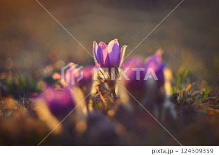 Spring flowers. Beautifully blossoming pasque flower and sun with a natural colored background. (Pulsatilla grandis) Spring flowers. Beautifully blossoming pasque flower and sun with a natural colored background. (Pulsatilla grandis) 124309359