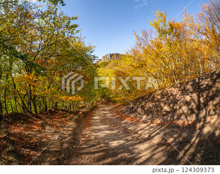 Empty dry road through an autumn forest. 124309373