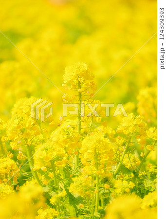 菜の花畑の黄色い絨毯 菜の花畑の黄色い絨毯 124309393