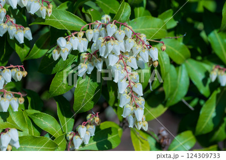 白くて可愛いアセビの花 白くて可愛いアセビの花 124309733