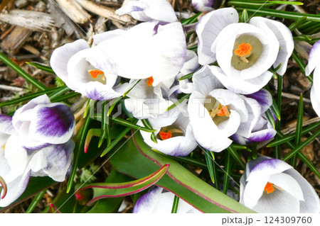 早春の喜びの北国のクロッカスの花 124309760