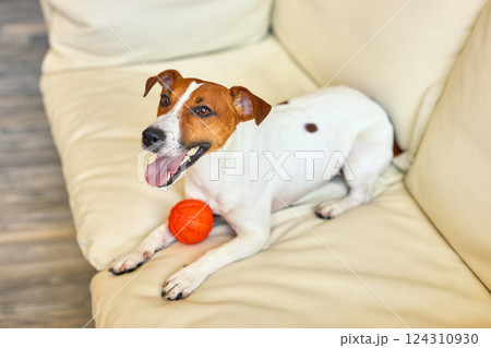 Funny little white and brown dog with dog's toy. 124310930