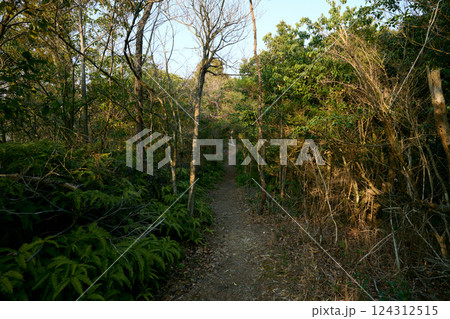 比延山の登山道 比延山の登山道 124312515