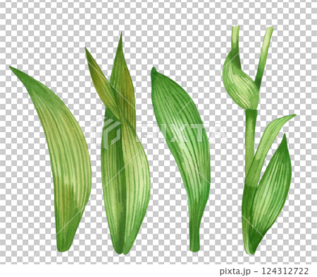 Set of watercolor illustrations. Leaves, flower stems, green with dark veins. All objects are hand-drawn with watercolor. Watercolor illustration. For printing on fabric, paper, for design. 124312722